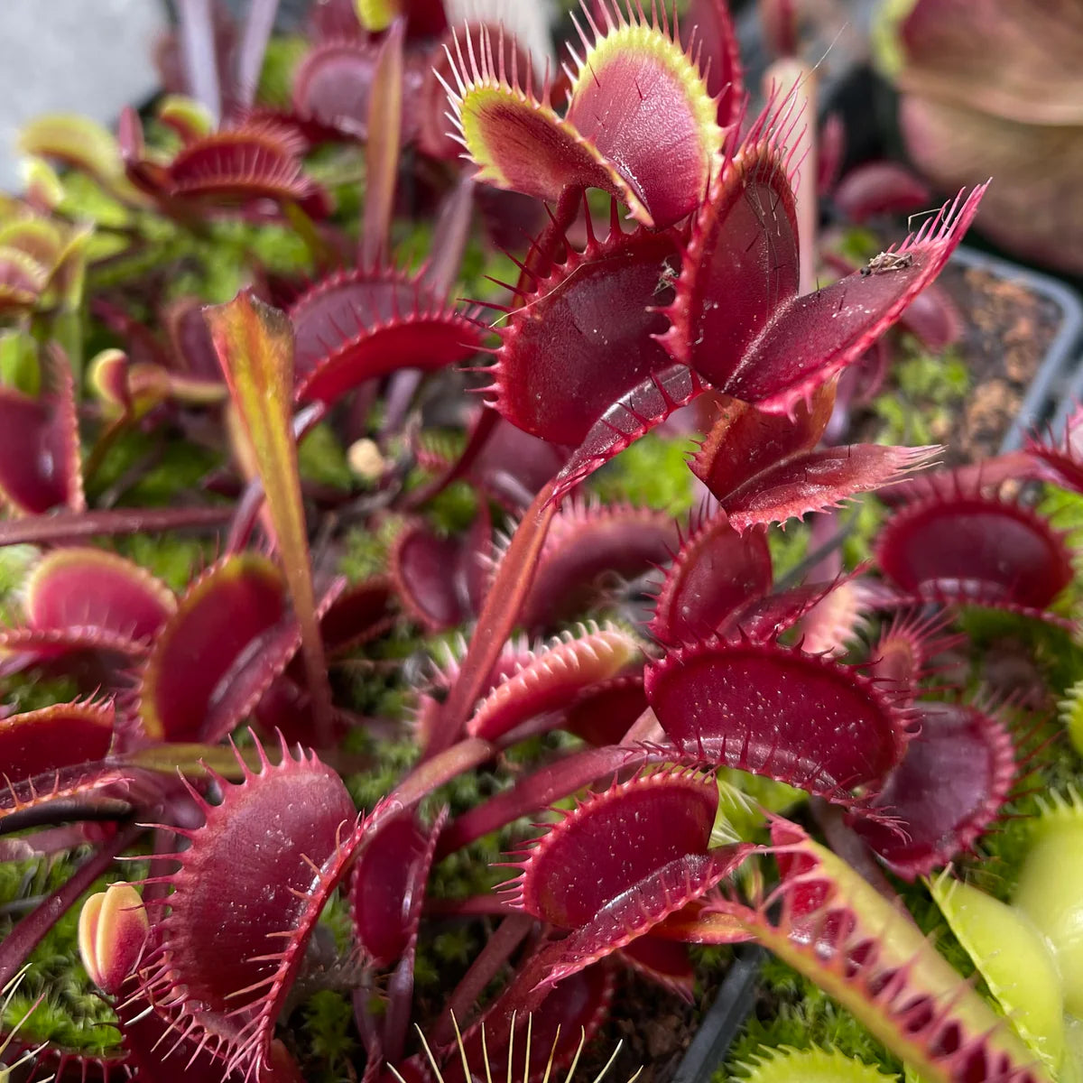 Dionaea Muscipula red dragon