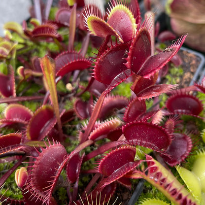 Dionaea Muscipula red dragon