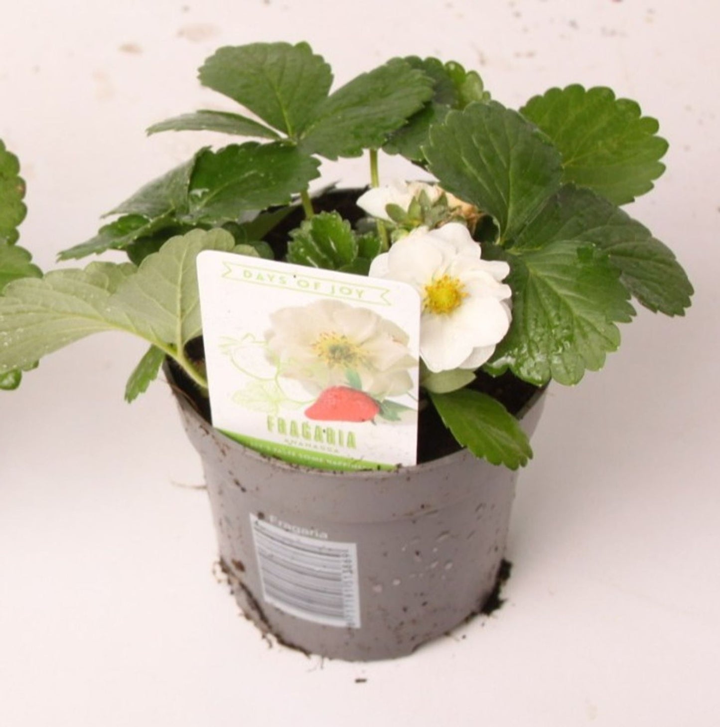 Fragaria Snow Summer Breeze