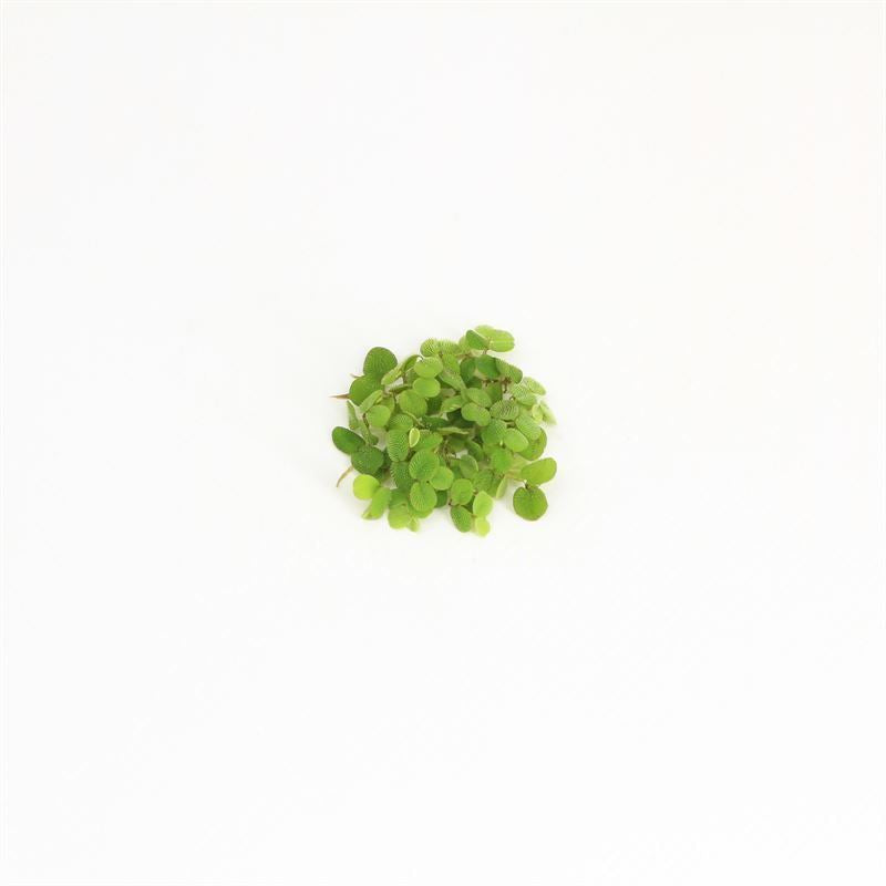 Salvinia minima bowl 200cc