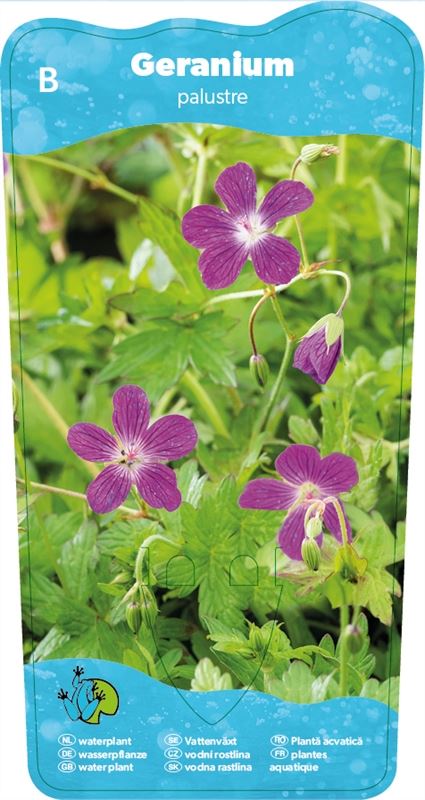 Geranium palustris نبات  العطرة