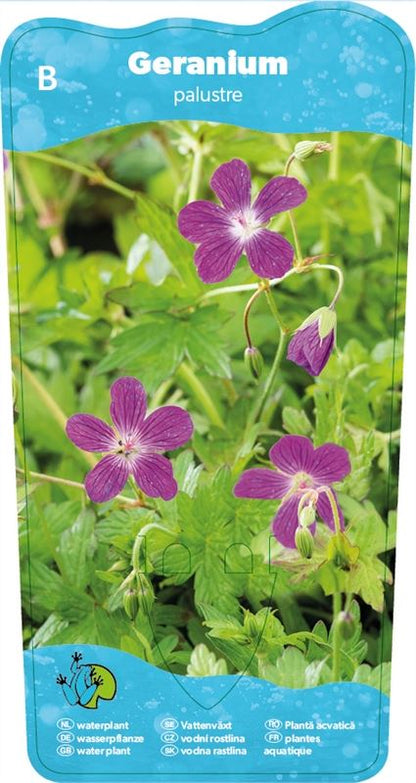 Geranium palustris نبات  العطرة