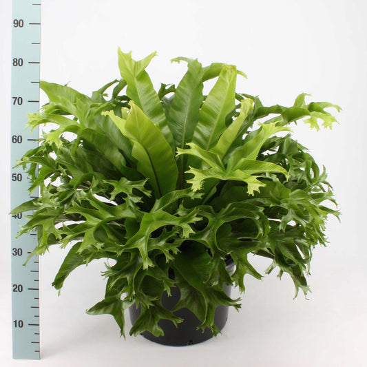 Asplenium Crissie