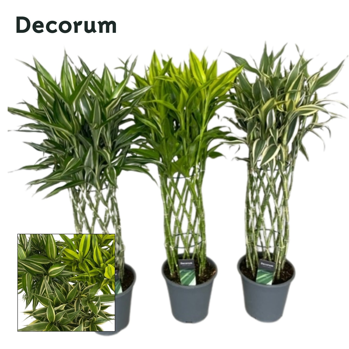 Dracaena Sandriana mixed kokers دراسينا سانديانا