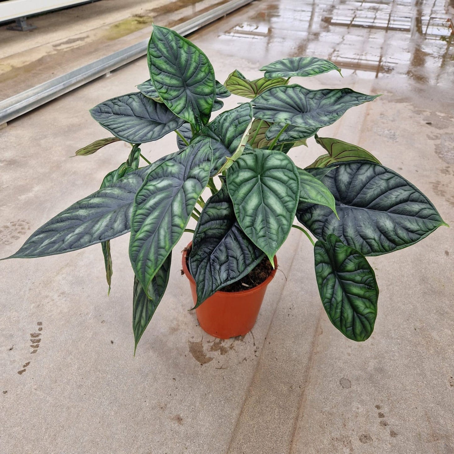 Alocasia ‘Dragon Scale’