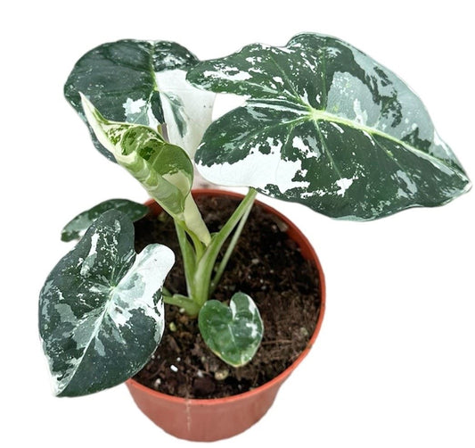 Alocasia Micholitziana Frydek الوكاسيا المخملية الخضراء