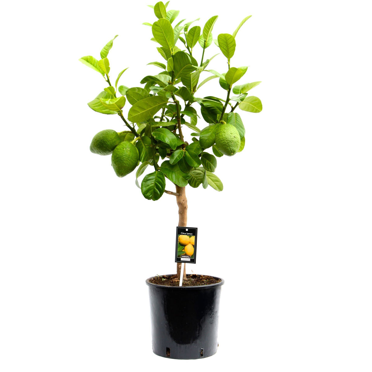 Citrus Bergamot ليمون جامبو كبيرة