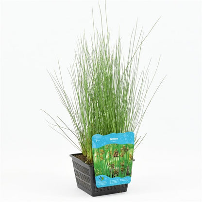 Juncus inflexus البامبو الياباني