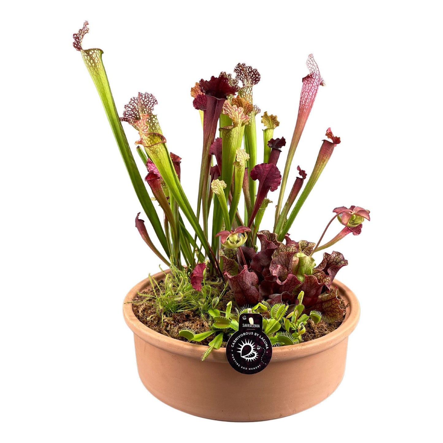 carnivorious plants mixed in 40 cm terracotta bowl