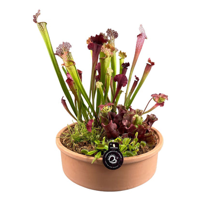 carnivorious plants mixed in 40 cm terracotta bowl