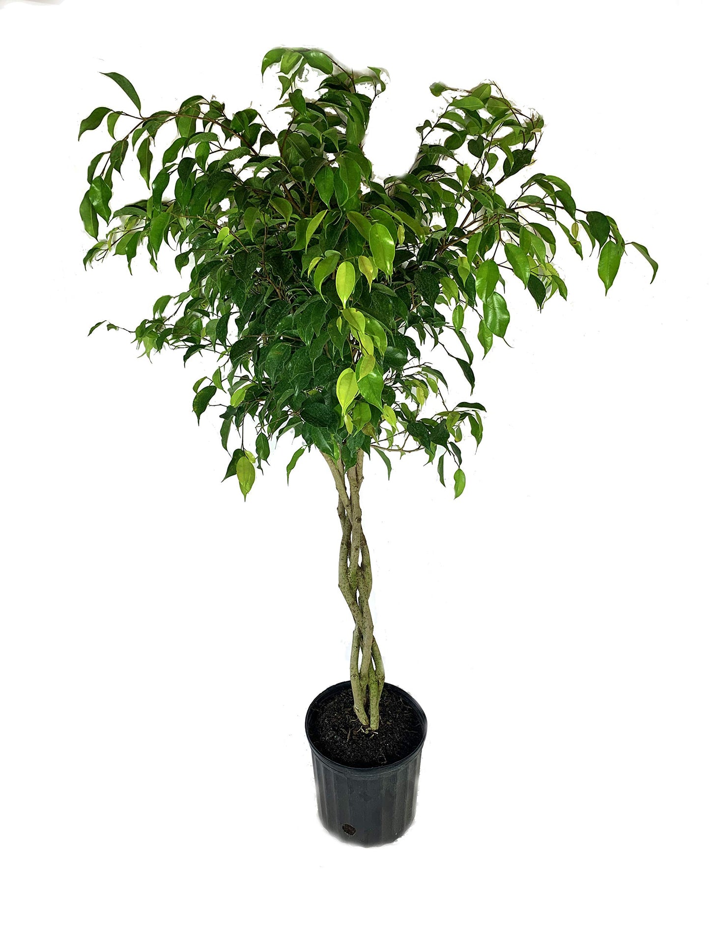 Ficus Benjamina Flat Braid فيكوس بنجامينا