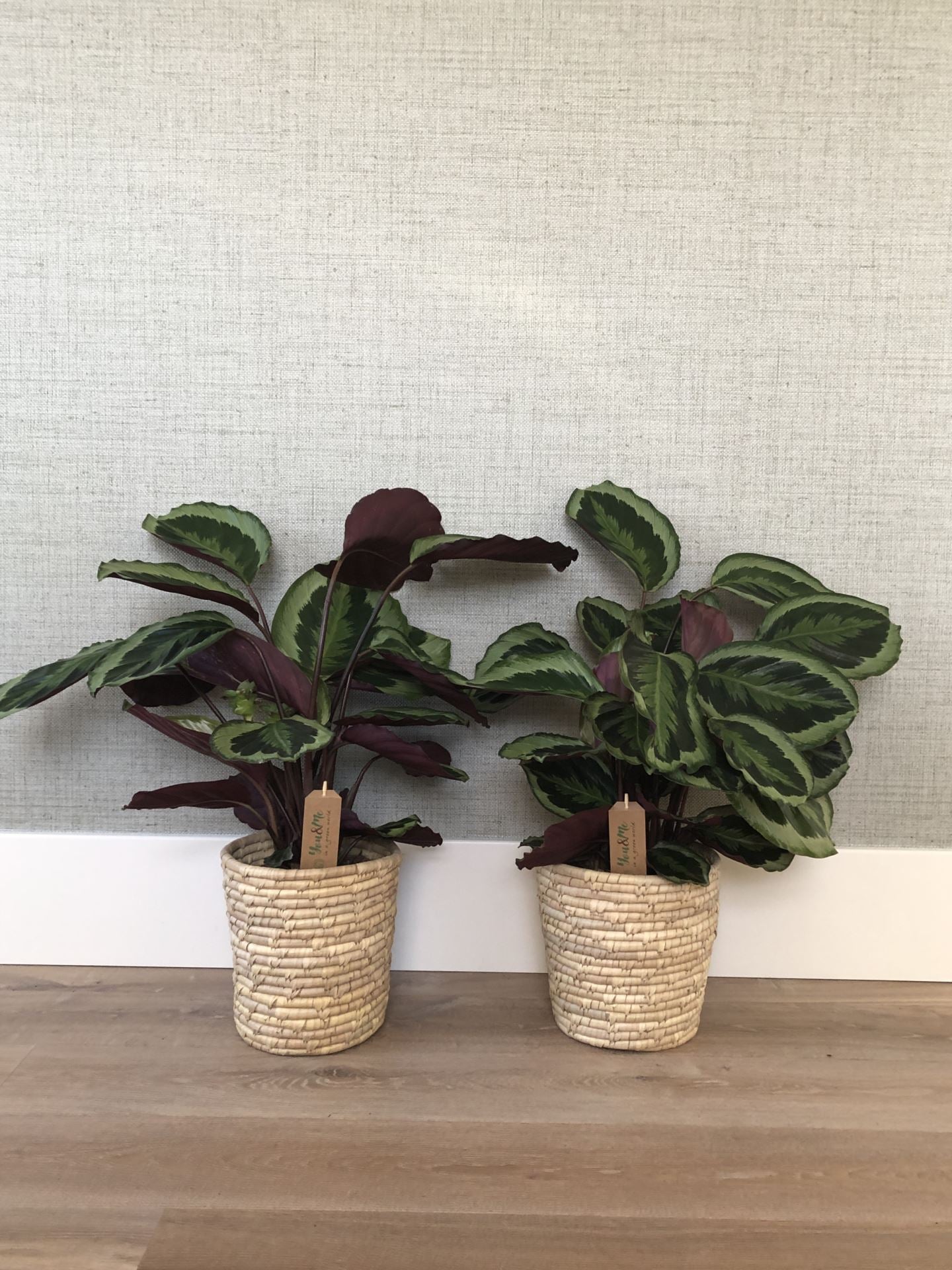 Calathea Marion p21