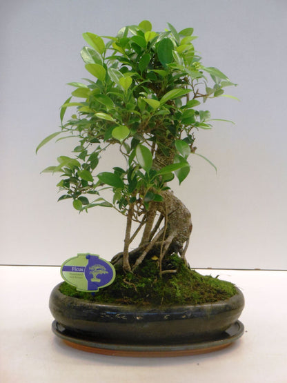 Bonsai, Ficus retusa, 29cm.,