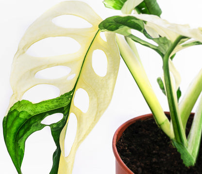 monstera obliqua مونستيرا أوبليكوا varigata