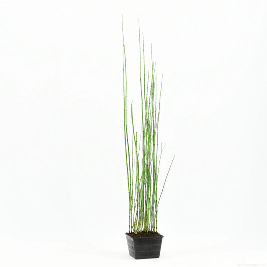 Equisetum japonicum  بامبو مائي
