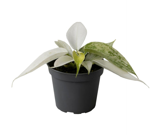 Philodendron florida ghost 6cm