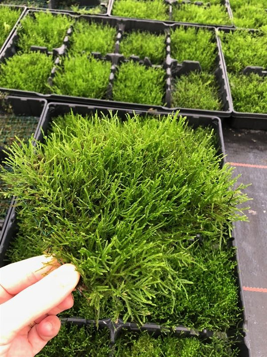 Javamos on stalen net