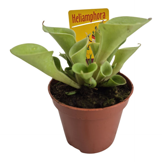 Heliamphora – هيليامفورا اكلة الحشرات