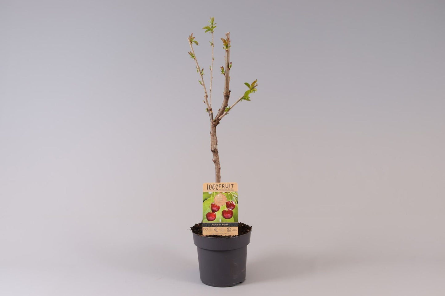 كرز ريجنت الأسود