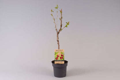 كرز ريجنت الأسود