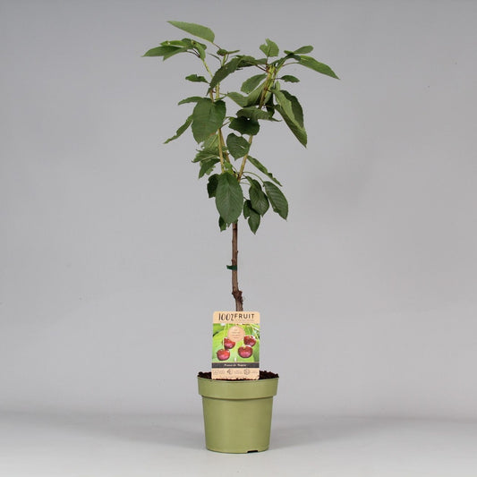 كرز ريجنت الأسود