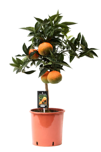 Citrus Orange برتقال للاكل