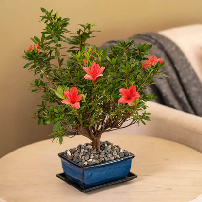 Bonsai azalea