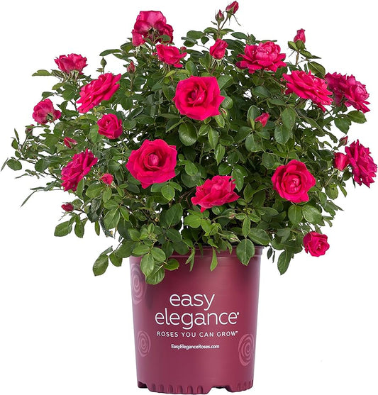 Rosa Basic Roses 2L