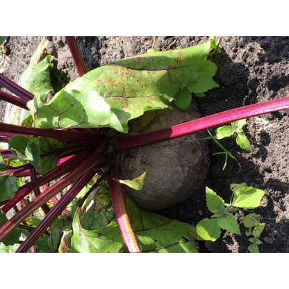 Buzzy® Organic Beetroot Turnip Egyptian (BIO)