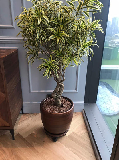 Dracaena Reflexa Pleomele 150cm