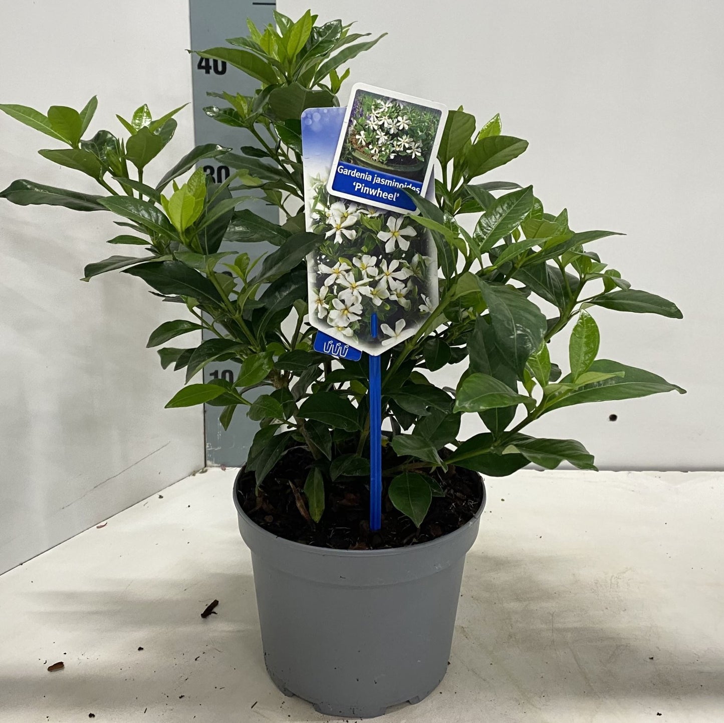 Gardenia jasminoides 'Pinwheel®'قاردينا