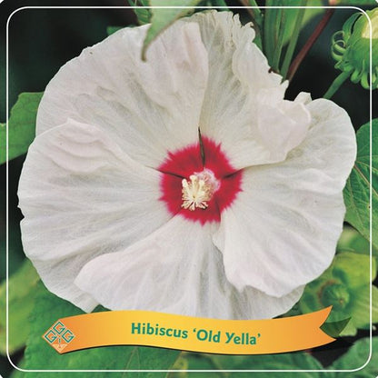 Hibiscus other Old Yella C5