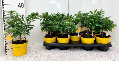 ليموكوات ميني