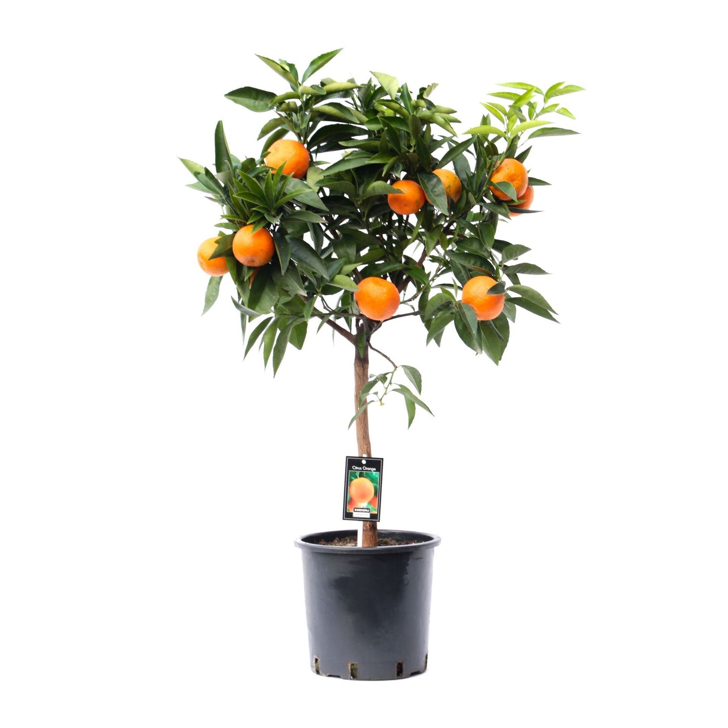 Citrus Orange برتقال للاكل