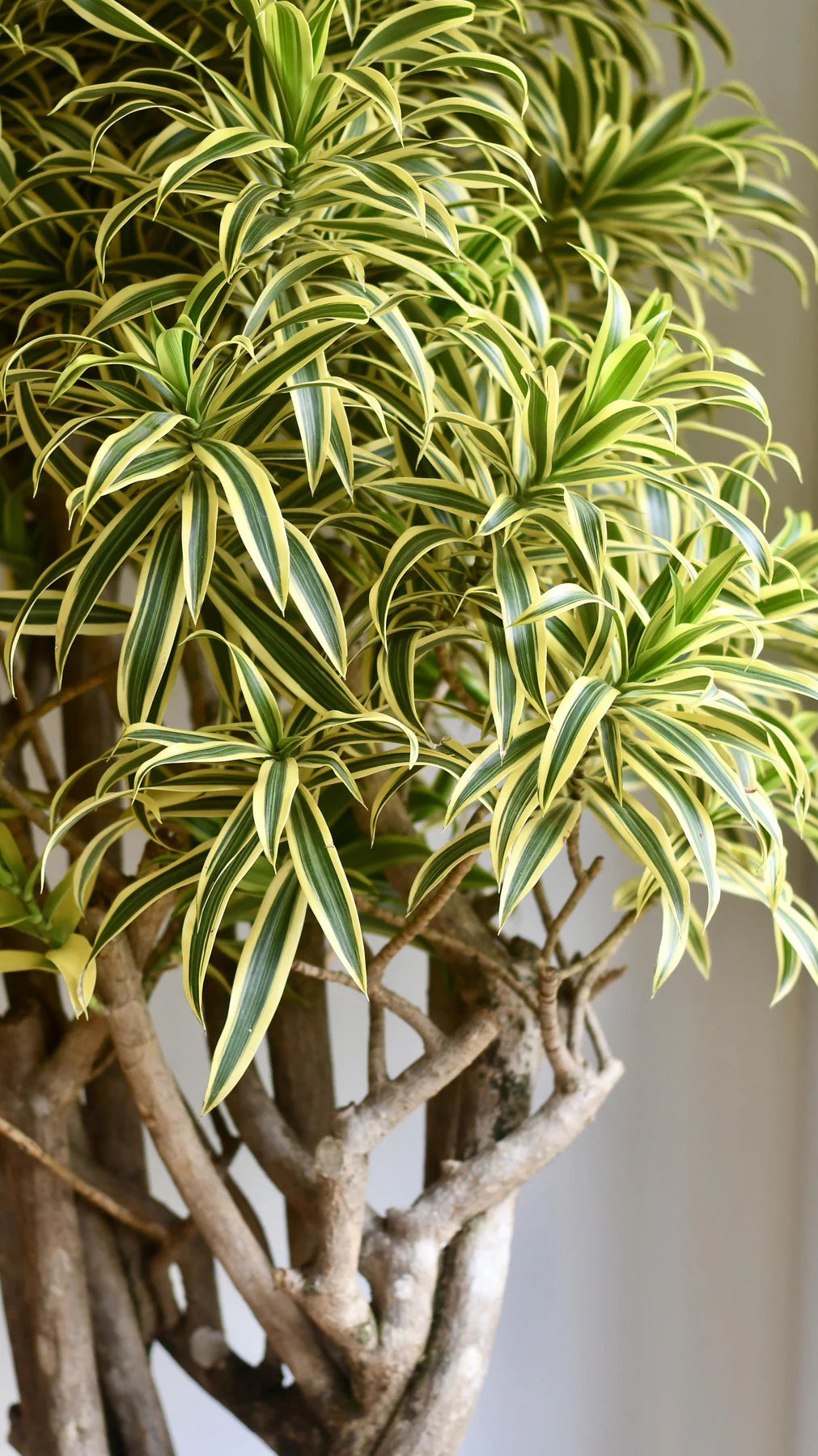 Dracaena Reflexa Pleomele 150cm