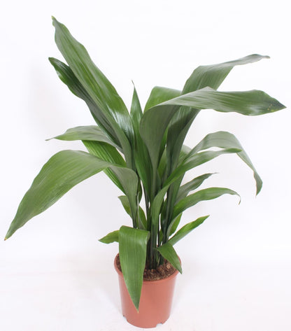 Aspidistra elatior