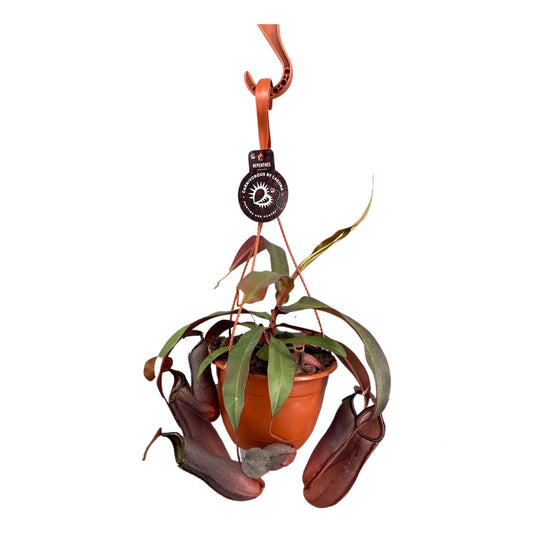 Nepenthes Rebecca Soper 14 cm in hanging pot