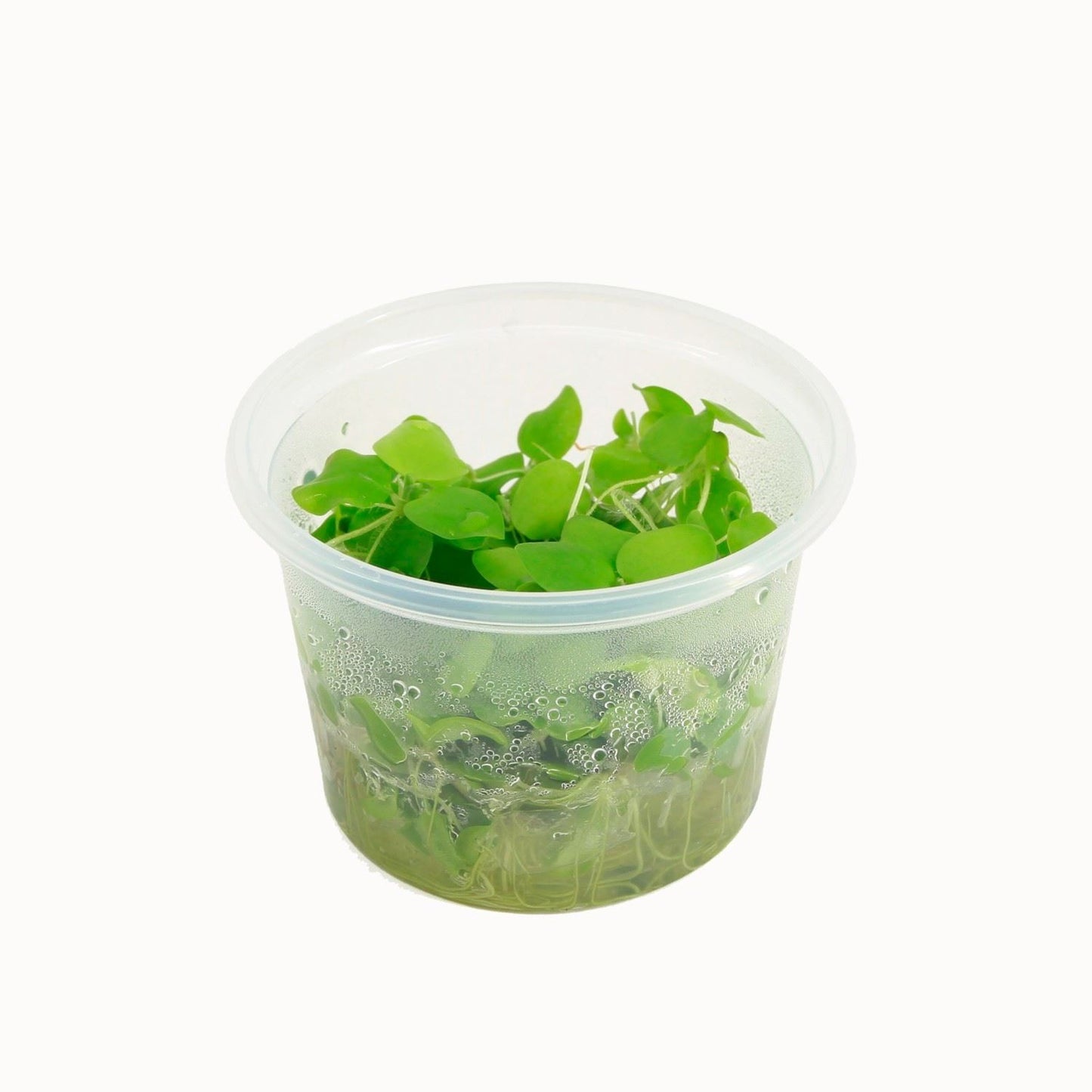 Limnobium lavaegatum (cup 100cc)