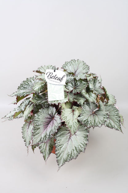 Begonia Beleaf Asian Tundra