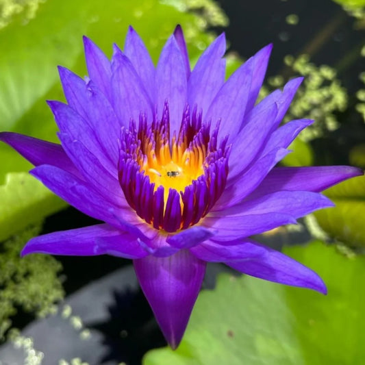 Nymphaea 'Tropical Blue' (3L)