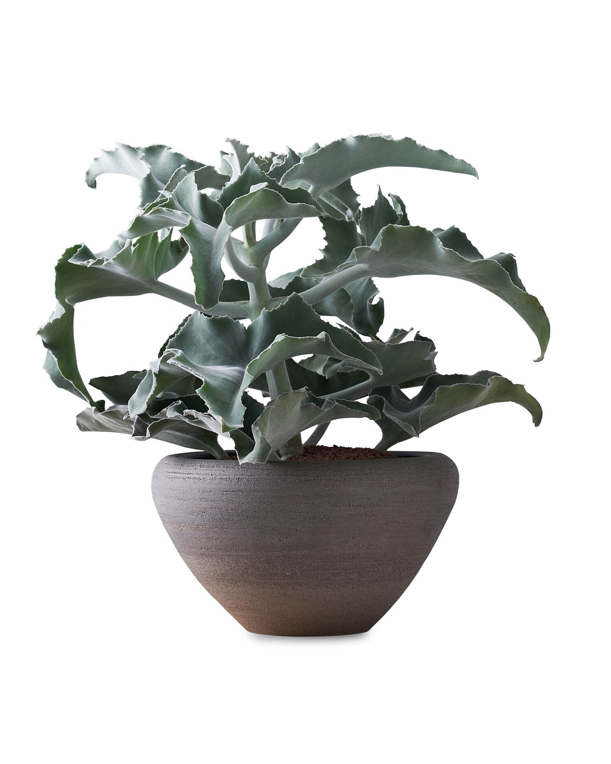 Kalanchoe beharensis