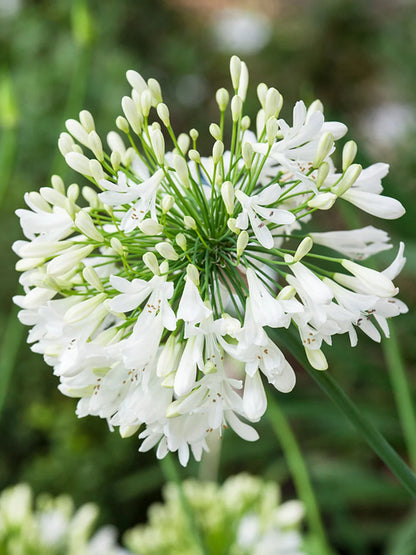 Agapanthus 'Sunfield' ابيض او بنفسجي