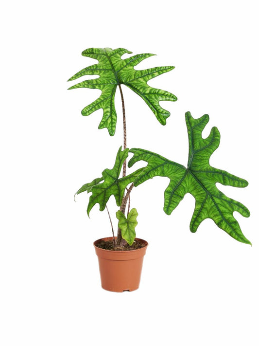 Alocasia Jacklyn 14cm الوكاسيا جاكلين