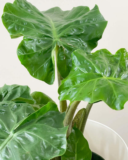 Alocasia low rider الوكاسيا