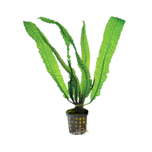 Aponogeton boivinianus