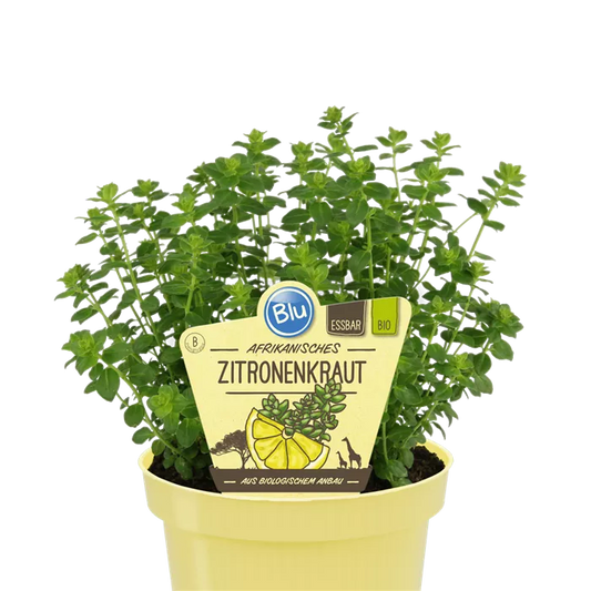 زعتر doone valley