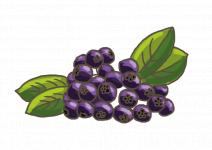 Vaccinium corymbosum بلوبيري