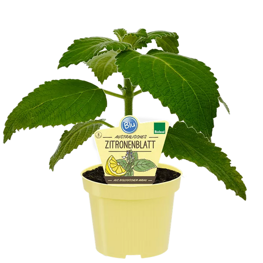 Lippia citriodora   عشبة الليمون الاسترالية