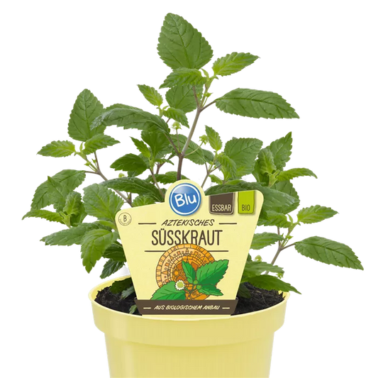 Lactuca sativa    عشبة الازتك