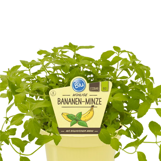 نعناع الموز